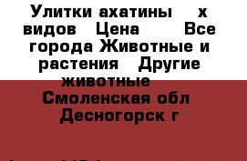 Улитки ахатины  2-х видов › Цена ­ 0 - Все города Животные и растения » Другие животные   . Смоленская обл.,Десногорск г.